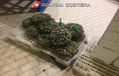 Capitaneria di Porto San Benedetto, maxi operazione con sequestro tarfufi e ricci di mare