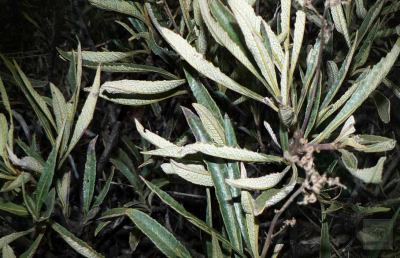 Un'erba miracolosa per proteggere il cervello contro l'Alzheimer. Si chiama Yerba santa