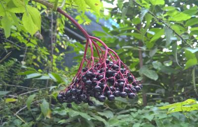 I rimedi naturali contro l’influenza, ottima l'azione delle Bacche di Sambucus