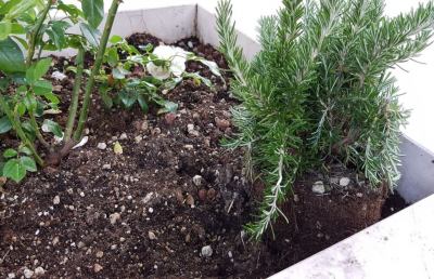 Grottammare: ancora furti nelle aiuole cittadine, sparite essenze aromatiche in Piazza Alighieri