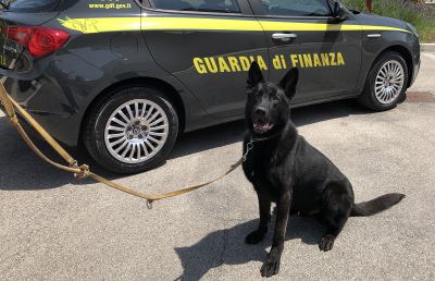 Guardia di Finanza Fermo, Fancy e Grant per contrastare il traffico di stupefacenti