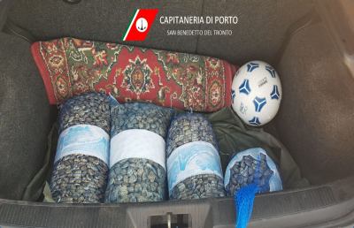 Capitaneria di Porto San Benedetto, sequestrati e rigettati 427 chili di vongole