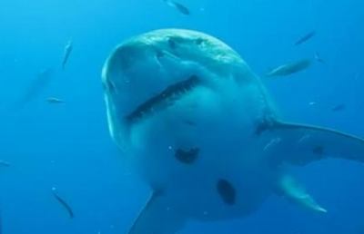  Avvistato squalo Mako in Croazia: misura circa 4 metri ed ora vaga nel mar Adriatico