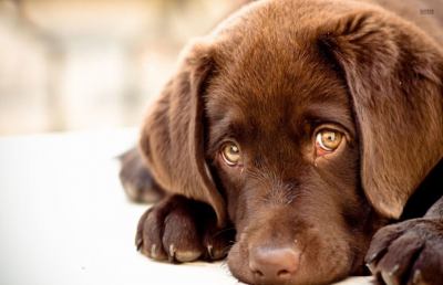 I cani come i bambini, fanno gli occhi languidi per intenerire gli umani