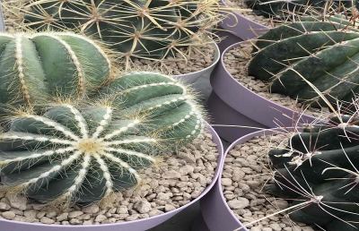 Grottammare, nel fine settimana appuntamento con ''Cactus al mare''