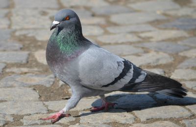Piccioni nelle aree urbane: infestazioni in crescita in Italia, rischi per la salute e per l’igiene