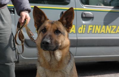 Guardia di Finanza, continuano attività di repressione traffico sostanze stupefacenti
