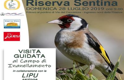 Riserva Sentina, una visita guidata sul filo conduttore dell’avifauna