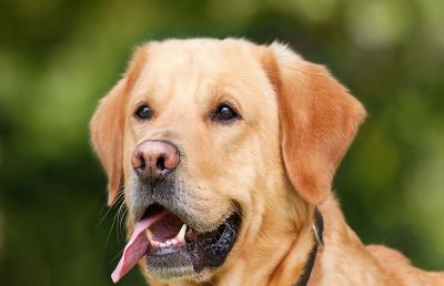Possedere un cane fa bene al cuore, diminuisce rischio infarti ed allunga la vita