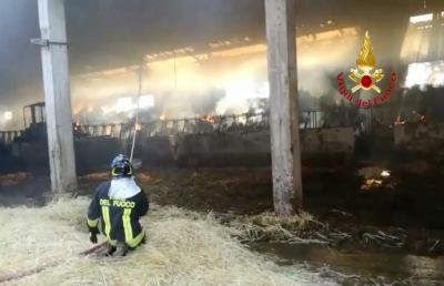 Castel di Lama, Vigili del Fuoco mettono in salvo 200 mucche dopo incendio in una stalla