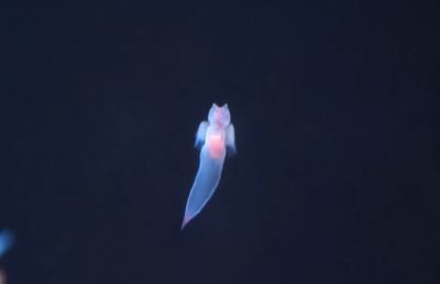 Specie aliene del mare: angeli marini avvistati nelle acque dell'Adriatico