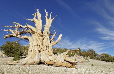Scoperto nell'albero più vecchio del mondo il meccanismo della longevità