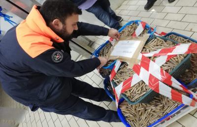 Guardia Costiera San Benedetto, maxi sequestro di prodotto ittico di provenienza illecita