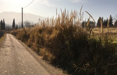 Uomo in fuga nelle campagne del Teramano e dell'Ascolano dopo sparatoria a Colonnella