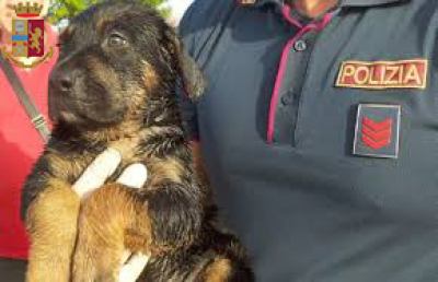 Ascoli Piceno, Polizia ritrova cane che era stato lasciato all'esterno di un supermercato