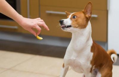 Cani per aiutare a diagnosticare il Coronavirus, si valuta possibilità di “catturare” odore dai pazienti