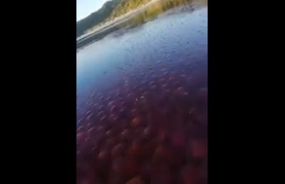 Coronavirus, la natura si riappropria del territorio. Meduse rosa riconquistano spiaggia deserta