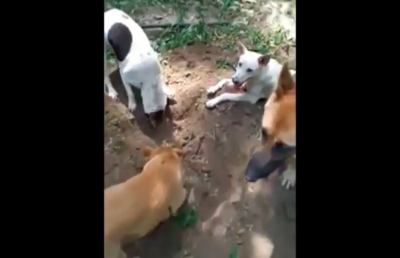 Le toccanti immagini dei cani che si aiutano a seppellire l'amico a quattrozampe