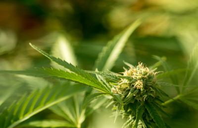 Come coltivare i semi di cannabis con una coltivazione indoor