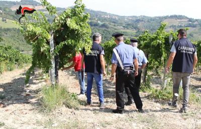 Carabinieri Ascoli: operazione “Arcipelago” anticaporalato, decine di aziende coinvolte