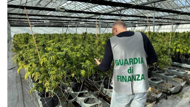 Guardia di Finanza Ancona, scoperta una piantagione illecita di cannabis: sequestrate 14 tonnellate 