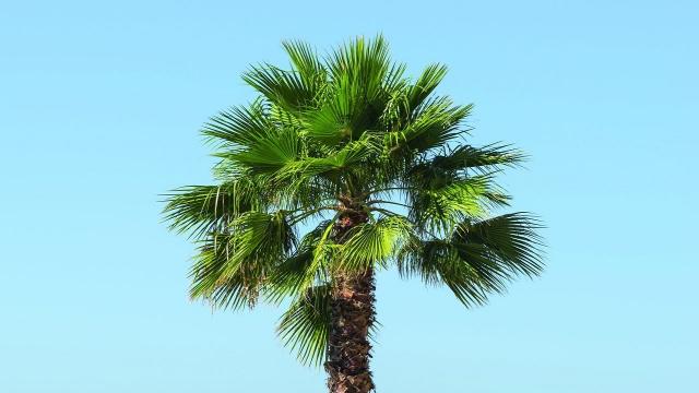 San Benedetto: verde pubblico, quasi mille nuovi alberi piantumati in 3 anni