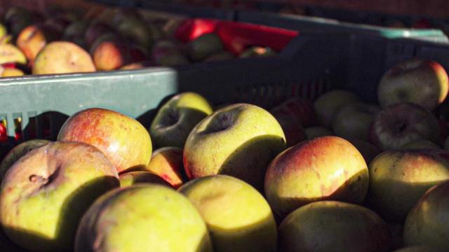 Mela Rosa dei Monti Sibillini, Cia Agricoltori Ascoli-Fermo-Macerata: “Calo produzione ma qualità resta eccellente”