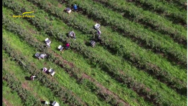Guardia di Finanza Ancona, lotta al caporalato e favoreggiamento immigrazione clandestina nel settore agricolo