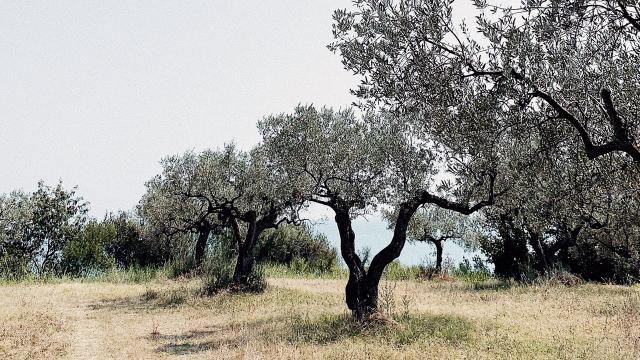 Presidente Confindustria Ascoli Simone Ferraioli replica a dichiarazioni Consorzio dell'Oliva Ascolana del Piceno DOP