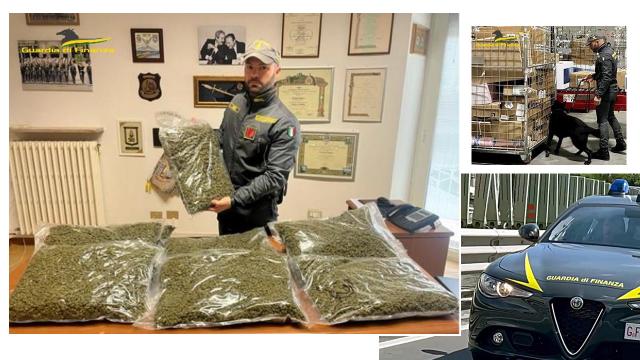 Guardia Finanza Macerata, blitz antidroga con sequestro di 42 chili di marijuana presso magazzini società di spedizione