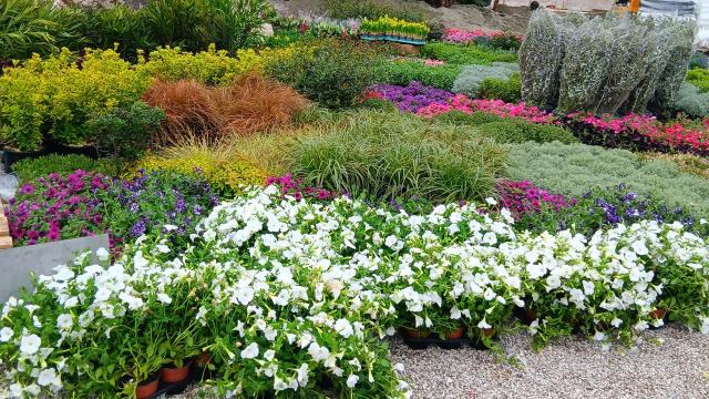 Alla Regione Marche importanti riconoscimenti ad Euroflora. Brilla il “Giardino Infinito” della Traini Ecoservices