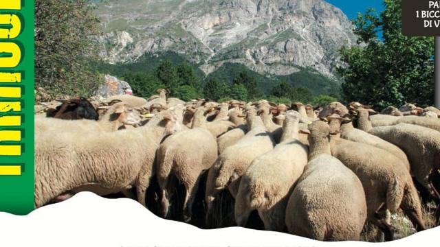 Transumanza Arquatana 2023: con il gregge da Forca di Presta a Pretare. Un tuffo in un mondo antico a passo lento 
