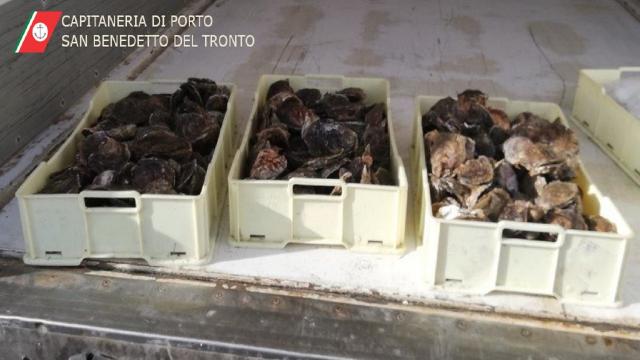 Guardia Costiera San Benedetto del Tronto, sequestro di oltre 25 chili di ostriche non tracciate
