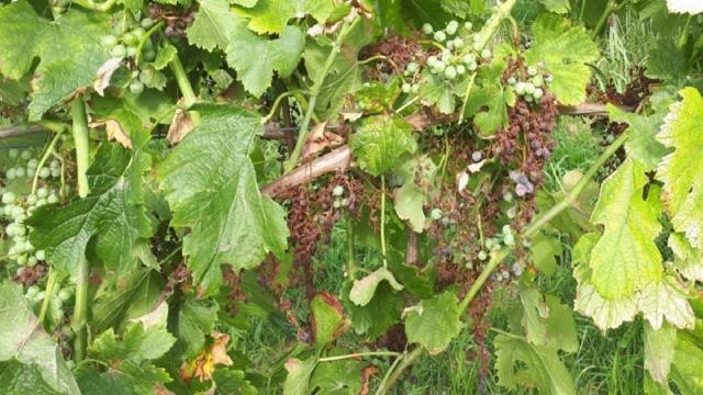 Coldiretti, peronospora: arriva lo stato di calamità per la viticoltura delle Marche