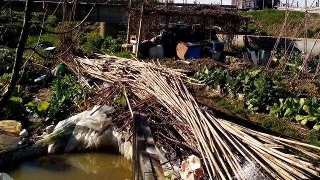 Monteprandone, bonificata area coltivata abusivamente in Via della Barca. Continua la lotta al degrado