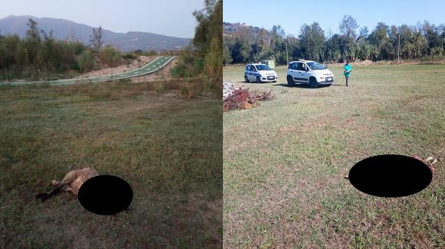 Ascoli, lupi nella periferia del capoluogo: in tre notti strage di pecore e agnelli sulla ciclabile della Salaria
