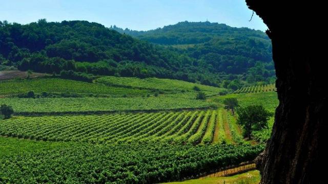 Un viaggio tra i sapori della Val Liona: le più grandi specialità dei Colli Berici