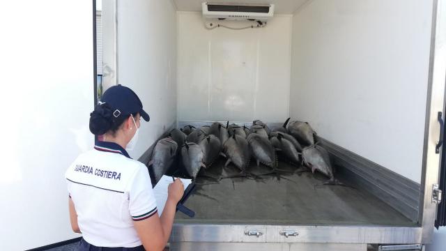 Controlli europei: la Guardia Costiera di San Benedetto del Tronto sequestra 662 chili di tonno rosso