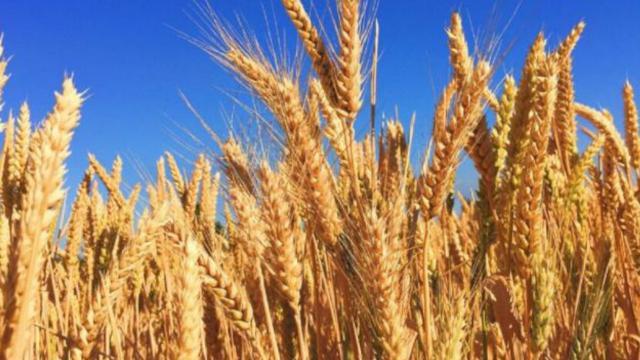 Cia-Agricoltori Ascoli Fermo, soddisfazione per avvio Granaio Italia: “Un traguardo per settore”