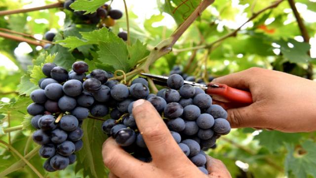 Coldiretti: scatta la vendemmia 2024, mai così precoce a causa del caldo