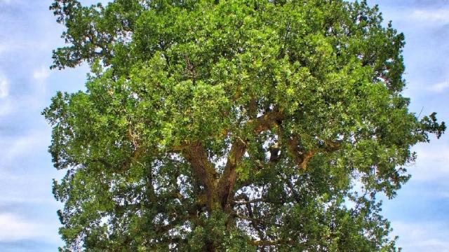 Coldiretti e Symbola: “Alberi monumentali, punti di interesse del turismo green: 123 sono nelle Marche”