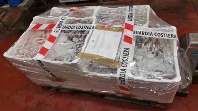 San Benedetto, sequestrati 45 chili di pesce non tracciato a ristoratore. Goffo tentativo di nascondere tonno rosso