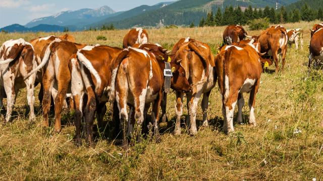 Coldiretti Marche: ''Positivo il ripristino dei fondi zootecnia per i riproduttori''