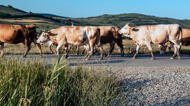 Zootecnia e agroalimentare: ad Ascoli Piceno due tavoli di confronto promossi dalla Regione Marche