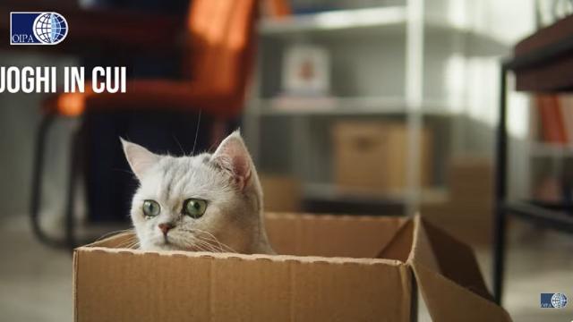Capodanno: video-decalogo per proteggere gli animali dai botti. Pericolose anche le lanterne cinesi