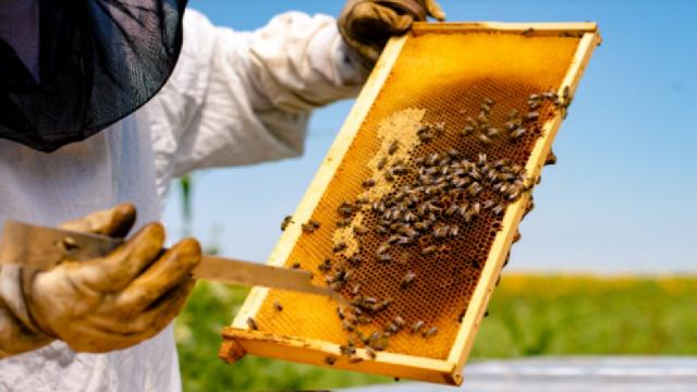 Violazioni sul corretto utilizzo di medicinali veterinari, sanzioni a 3 apicoltori dell'Ascolano e del Fermano