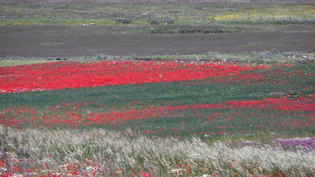 Castelluccio di Norcia: mobilità sostenibile per fioritura 2025. Stop alle auto, parcheggi di prossimità e bus navetta 