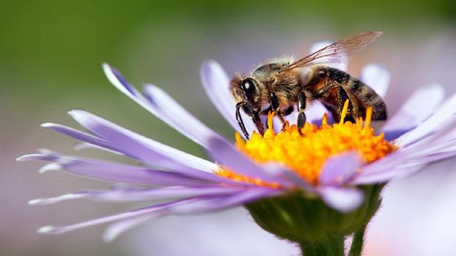 Api e impollinatori in pericolo, per il momento si salva il Parco Nazionale dei Monti Sibillini