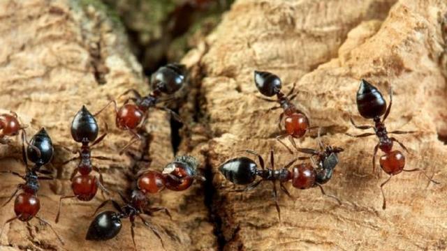 Con lucciole robot e formiche contro il cancro, la natura viene in soccorso dell'umanità