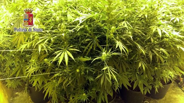 Ascoli Piceno: coltivazione di marijuana in casa, denunciate due sorelle 40enni